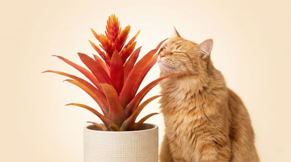 Cat rubbing against a safe Bromeliad plant