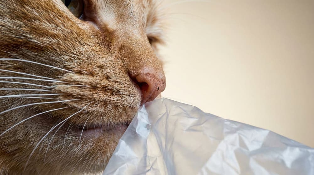 Cat investigating a crinkly plastic texture