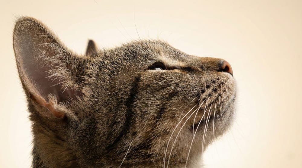 Close up of a cat face showing subtle signs of tension in whiskers and ears