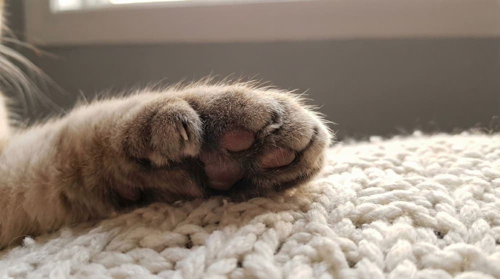 Close up of a cat paw with extra toes resting on a blanket