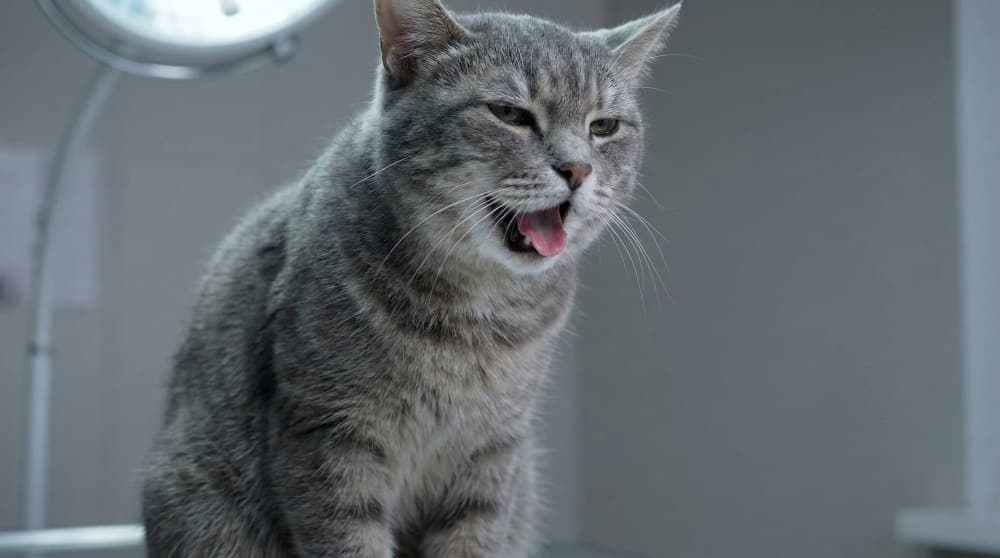 A cat panting with open mouth, a sign of distress