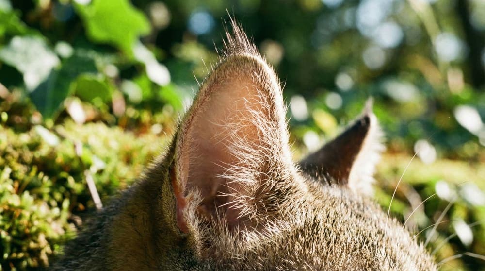 Macro shot of a cat ear showing intricate details