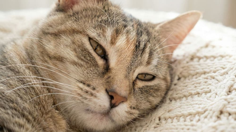 Close up of a cat slow blinking with affection