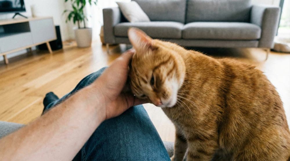 Cat energetically rubbing its head against its owner
