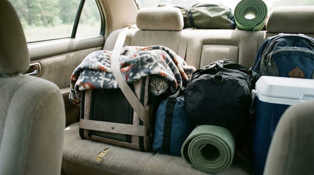 A secured and covered cat carrier in the backseat of a car