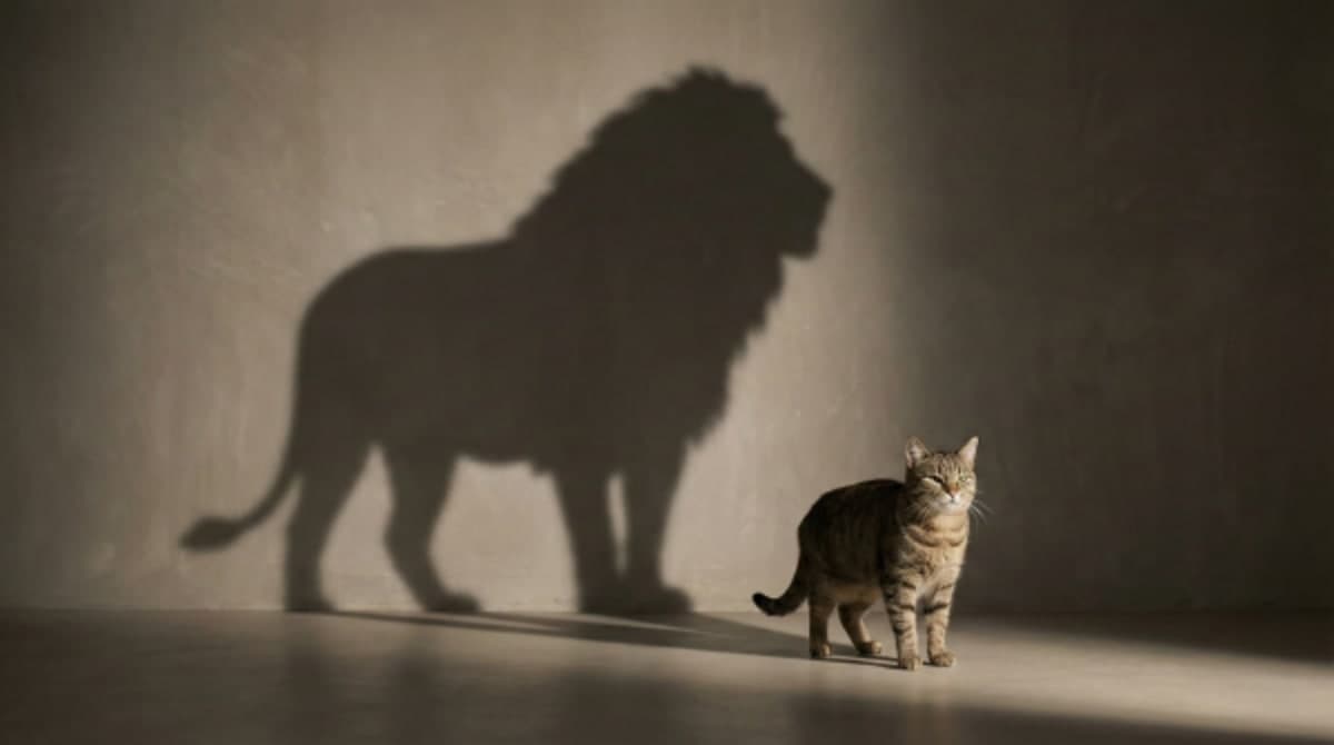 The Napoleon Complex: Do Cats Know They Are Small? (And 3 Other Mysteries)