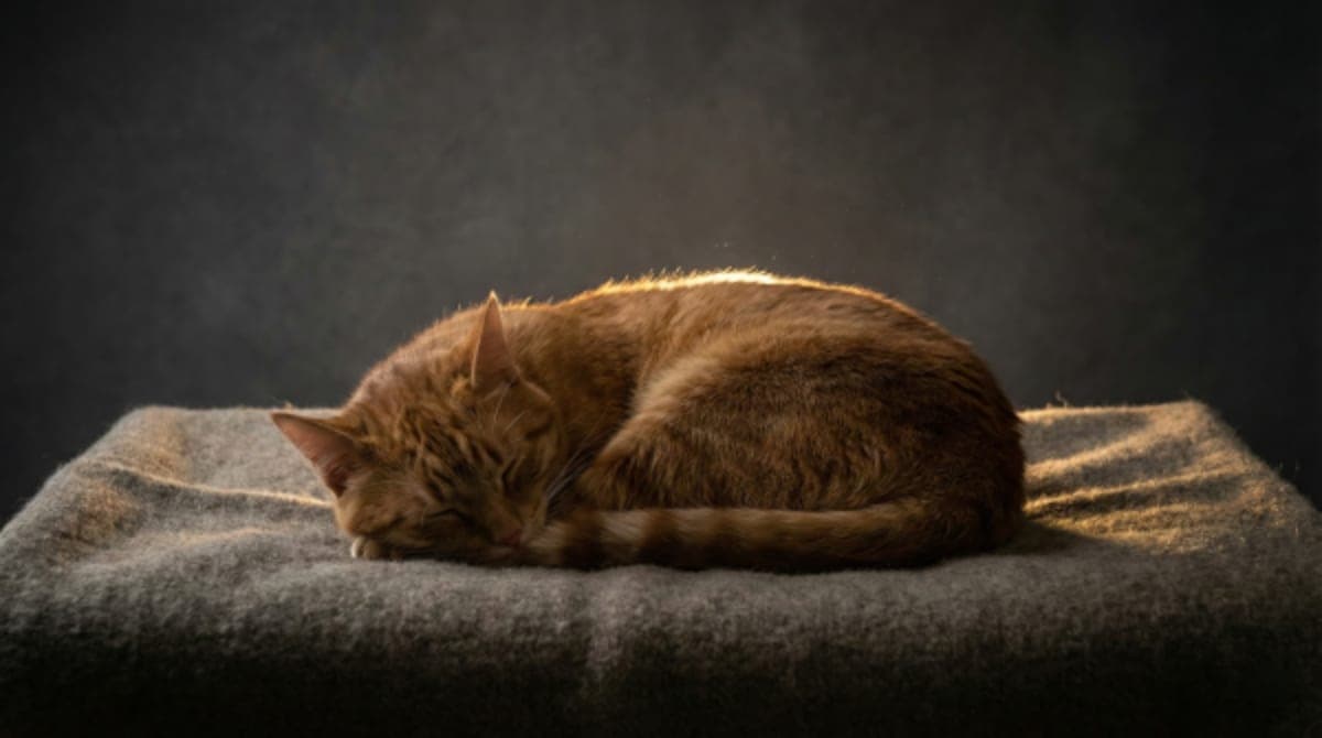Why Your Cat Sleeps Like That (It's Not Just Comfort)
