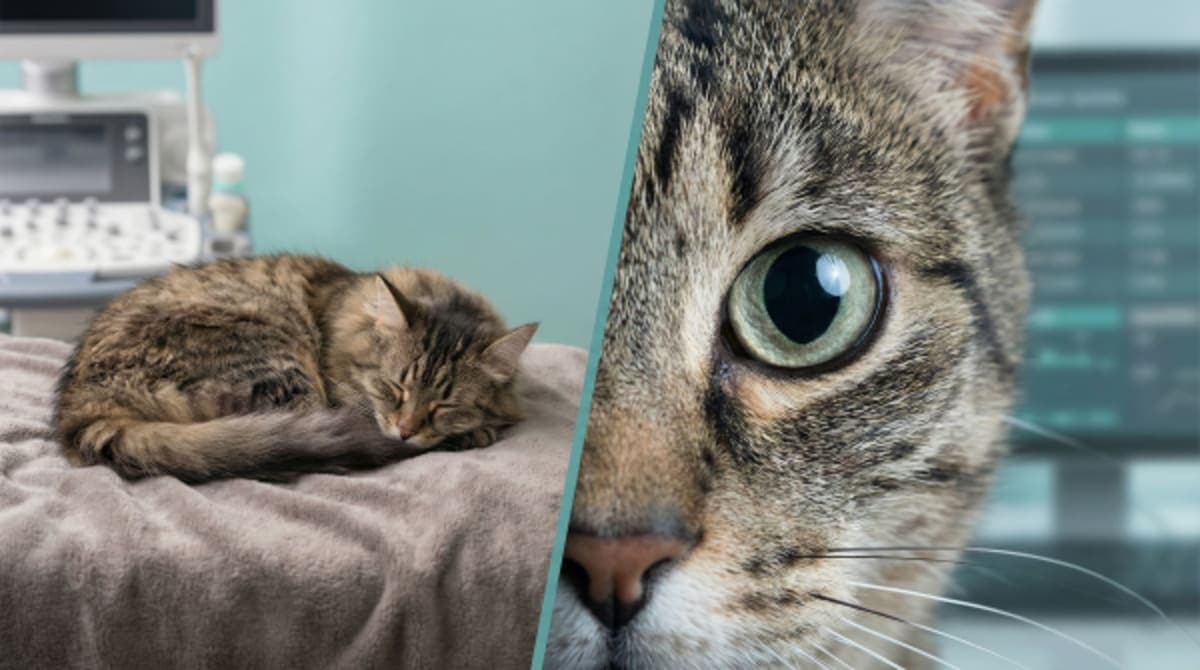 Is It Normal? 5 Cat Behaviors That Look Scary But Are Actually Fine (And 2 That Are Deadly)
